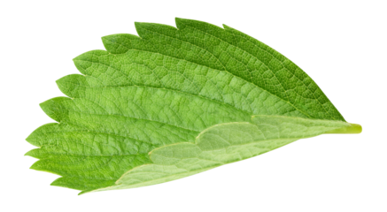 Strawberry leaf isolated on transparent background Strawberry leaf PNG