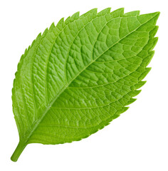 Obraz premium Leaf macro studio photo. Exotic leaves isolated PNG.