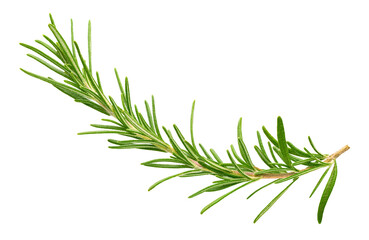 Rosemary twig and leaves isolated on white background. Top view. Flat lay