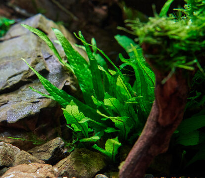 Beautiful Java fern in tropical freshwater planted aquarium aquascape near Frodo stone. Close-up.