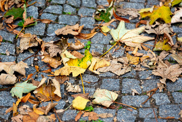 Vibrant Autumn Leaves on Historic Berlin Cobblestone