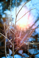 Rime ice covered dried flowers transforming them into winter wonders. Banner with copy space. Frozen winter scene. Amazing nature background. Frozen floral grass at sunrise close up. Idyllic nature