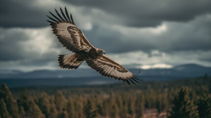Obraz premium Raptor in Mid-Flight with Wings Expanded and Focused Gaze