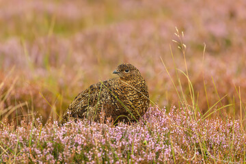 Red Grouse, Scientific name: Lagopus Lagopus.  Clsoe up of a Red Grouse in Summer when the Yorkshire moorland is covered with heather in bloom.  Clean background.  Copy space.  Horizontal.