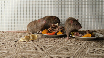 A brown-red rat sits in front of a plate with the remains of bird bones and tangerine peels, the scraps from the meal.