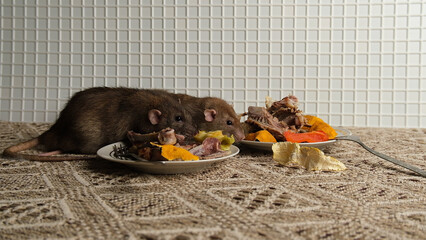 A brown-red rat sits in front of a plate with the remains of bird bones and tangerine peels, the scraps from the meal.