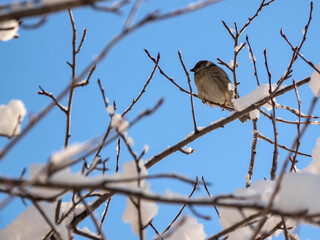 A sparrow on the snow-covered branches of a tree