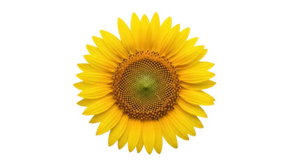 Fototapeta premium Bright yellow sunflower PNG isolated on transparent background, vibrant summer flower for design projects and botanical themes