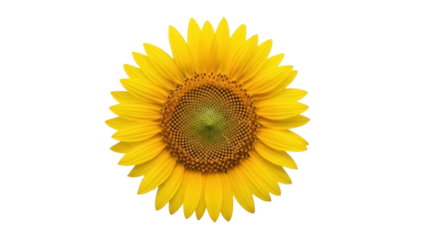Bright yellow sunflower PNG isolated on transparent background, vibrant summer flower for design projects and botanical themes