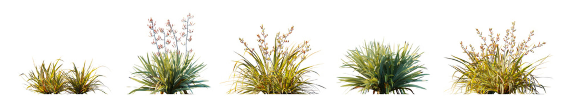 Phormium collection: cookianum 'tricolor' and tenax New Zealand flax isolated PNG on a transparent background premium nature cutout