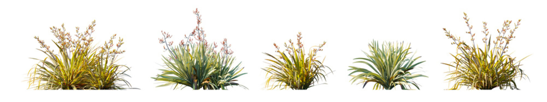 Phormium collection: cookianum 'tricolor' and tenax New Zealand flax isolated PNG on a transparent background premium nature cutout