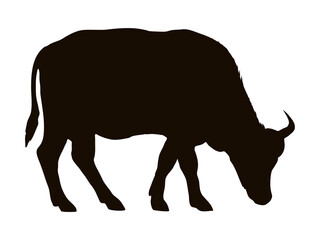 African buffalo silhouette. Realistic vector animal.