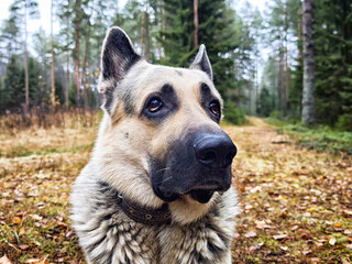 German shepherd stands proudly in a forest during a cool autumn day, showcasing loyalty and...