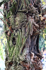Weathered bark texture of an ancient tree