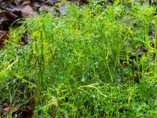Vibrant Green Dill Weeds with Water Droplets Close-up