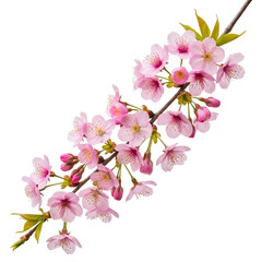 Obraz premium Cherry blossom branch isolated on transparent background – pink flowers and buds with green leaves.