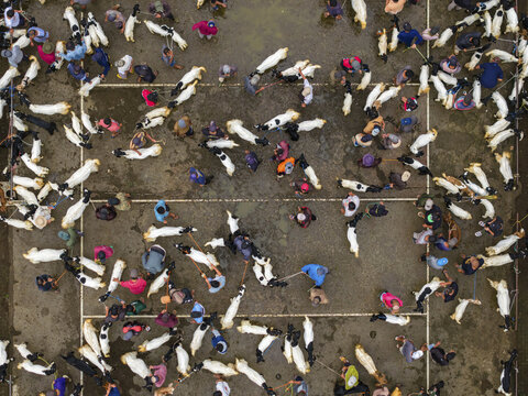 Aerial view of Kaligesing goat market bustling with PE goats and people, contrasting colors and textures create a lively atmosphere, Purworejo Regency, Central Java, Indonesia.