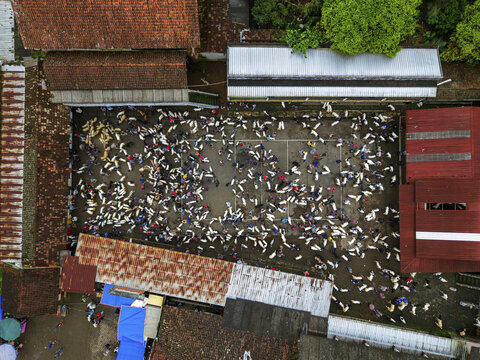 Aerial view of a herd of goats and humans gathered in a yard of the Kaligesing goat market, creating a sea of ​​white above the old roofs, Purworejo Regency, Central Java, Indonesia.