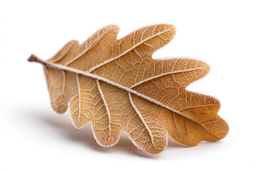 Winter greeting with frosty dry oak leaf for seasonal design and decoration on white background
