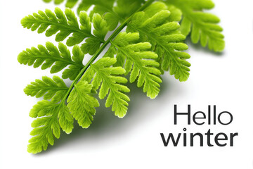 Fern leaf with icy edges and hello winter text for seasonal greeting or nature theme design