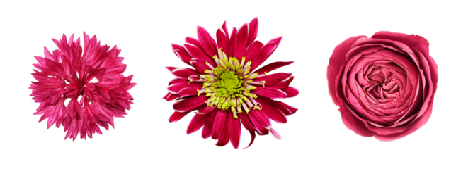 Set of different red flowers (knapweed, rose, chrysanthemum) isolated on white or transparent background. Top view.