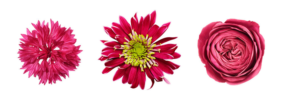 Set of different red flowers (knapweed, rose, chrysanthemum) isolated on white or transparent background. Top view.