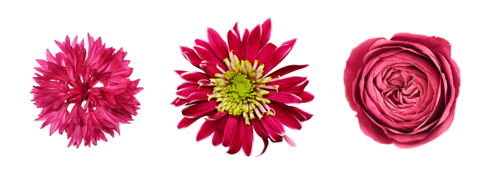 Set of different red flowers (knapweed, rose, chrysanthemum) isolated on white or transparent background. Top view.