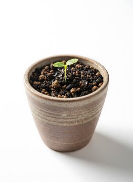 Isolated miniature plant sprout in ceramic pot