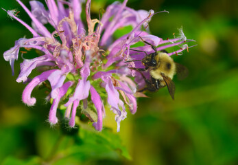 Closeup view of a bumble bee climbing up a bee balm flower collecting nectar