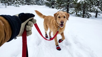 Adorable golden retriever dog wearing red boots walks happily on a snowy trail with its owner.