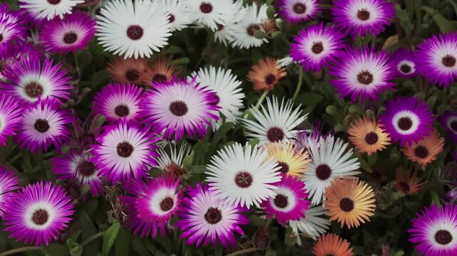 closeup shot of beautiful living stone daisy flower in field.