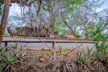 There are small hotels and guesthouses in U Mkhuze National Park in the Kwazulu Natal Province of South Africa.Even in this settlement and its surroundings,you may encounter a wild animal at any time.