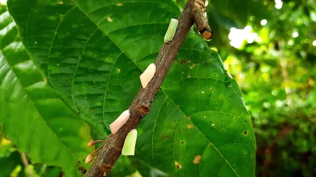 Planthoppers rest on a small branch with large green leaves behind them showing nature's beauty and the intricate details of wildlife in its natural habitat.