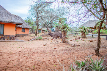 There are small hotels and guesthouses in U Mkhuze National Park in the Kwazulu Natal Province of South Africa.Even in this settlement and its surroundings,you may encounter a wild animal at any time.