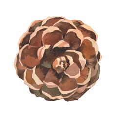 The pine cone disclosed . Watercolor illustration, poster.