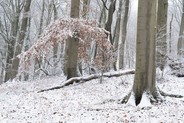 Region Teutoburger Wald