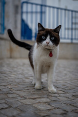 A beautiful seal point cat with striking blue eyes stands on cobblestones