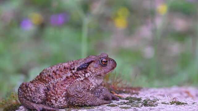 Close-up of common frog (Bufo bufo) in natural ecosystem.