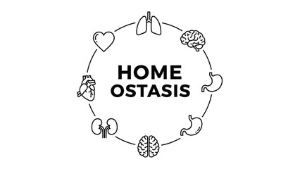 Homeostasis Concept Diagram with Interconnected Organ System Icons