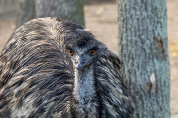 A tight frontal close-up of an emu's head and upper body, showcasing its textured grey-brown plumage, inquisitive amber eyes, and distinctive beak against a softly blurred natural backdrop.