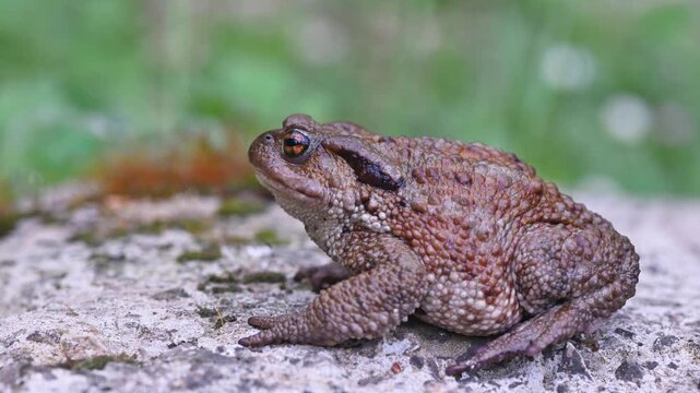 Close-up of common frog (Bufo bufo) in natural ecosystem.