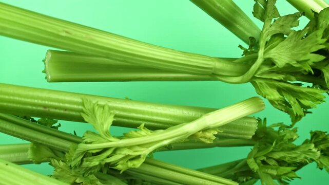 Fresh celery soars up against a light background. Filmed on a high-speed camera at 1000 fps. High quality FullHD footage