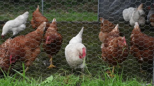 Gallinas comiendo hierba tras la malla met&aacute;lica de un gallinero port&aacute;til.