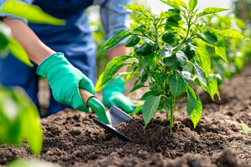 Hands in green gloves spread fertilizer under unripe pepper bushes as a farmer tends to her plants in a bright, natural setting on a farm