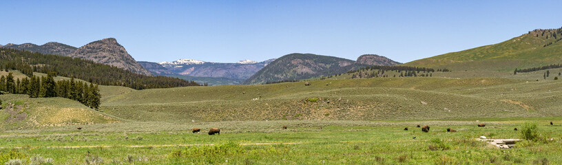 Scenic landscape view of the green open spaces of Yellowstone National Park with bison grazing