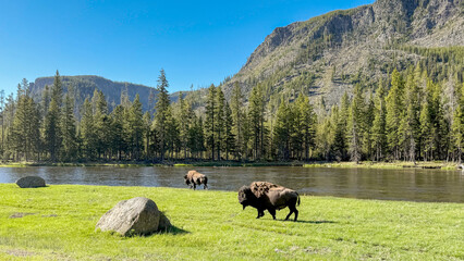 Scenic landscape view of bison in Yellowstone National Park. No people.