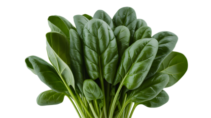Fresh spinach leaves bunch against a ready for healthy eating