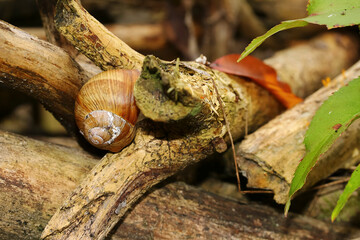 Gehäuse einer Weinbergschnecke auf einem Ast, Helix pomatia