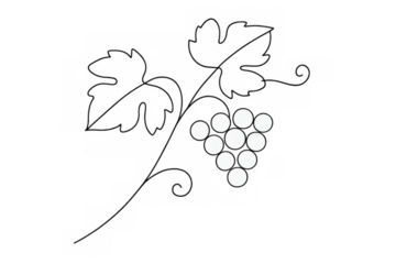 Grapevine illustration with a cluster of grapes and leaves, minimalist line art design, transparent background for wine concept