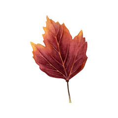 Watercolor illustration of a dried viburnum leaf in warm red-orange tones. Painted in a realistic botanical style. Good for autumn designs, cards, seasonal decor, stickers and nature-themed projects.